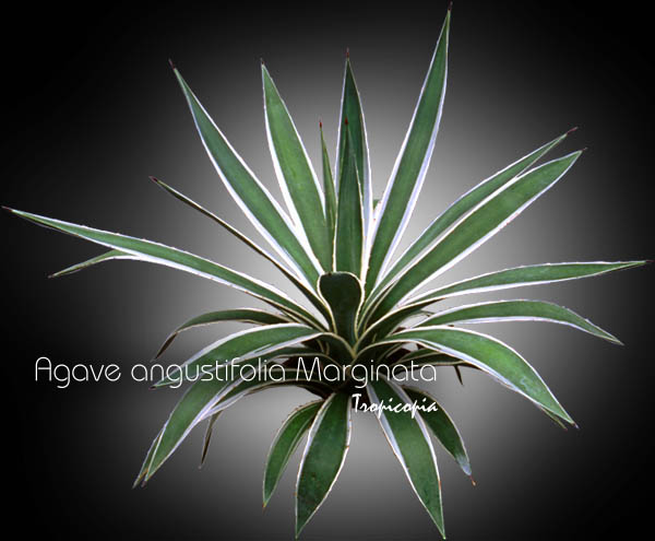 Cactus & Succulent - Agave angustilolia 'Marginata' - Variegated Carabbean Agave, Century plant